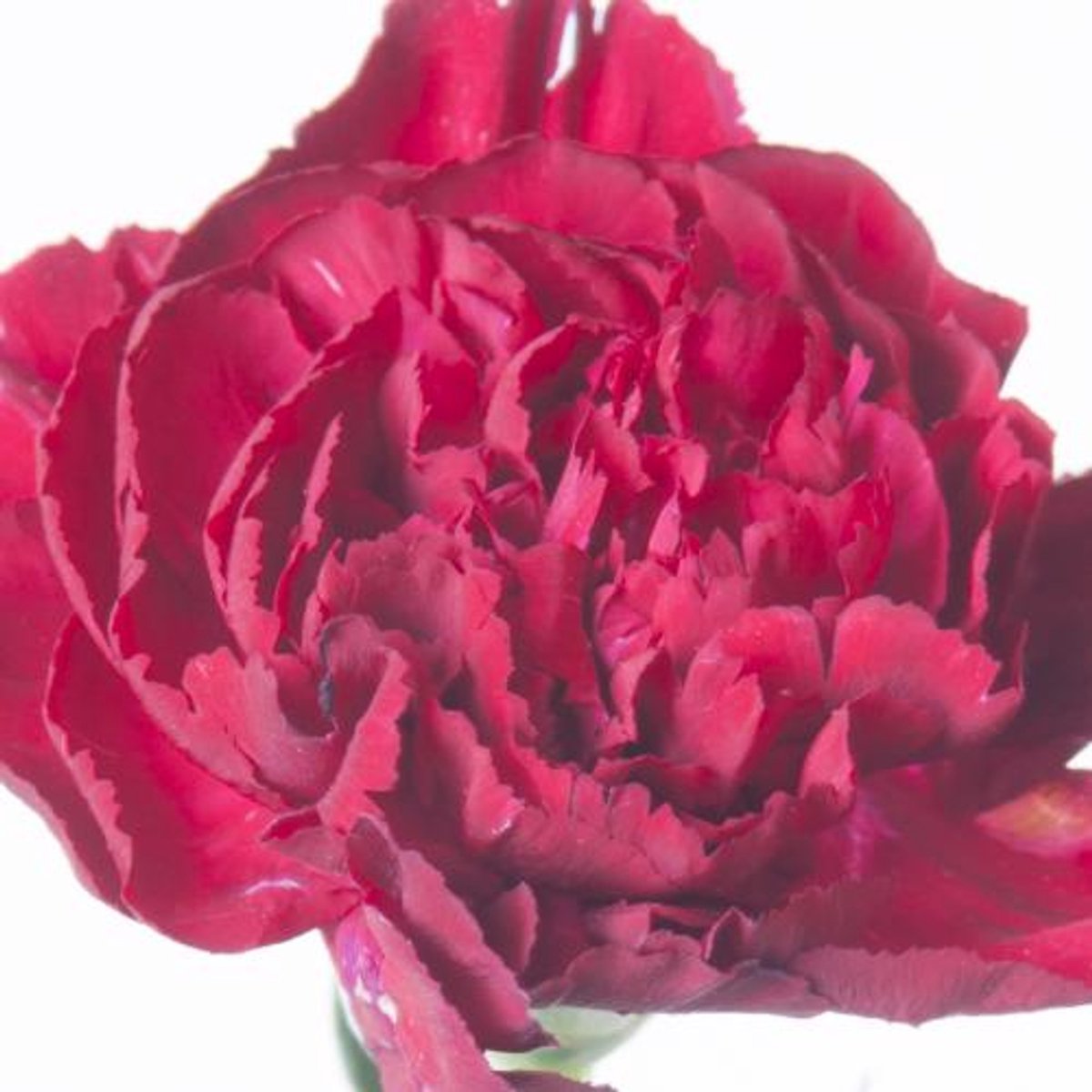 20x Dian.st.crimson tempo 60cm
