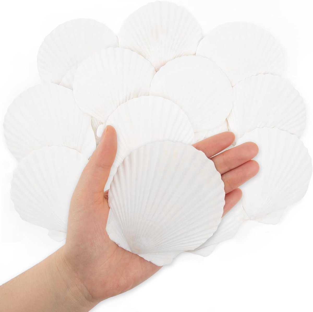 16 Stuks Witte Sint-Jakobsschelpen, 7-10CM Natuurlijke Zeeschelpen van Strand, Zeeschelpen voor Knutselwerk, Bruiloftdecoratie, Strandthemafeest en Huisdecoratie