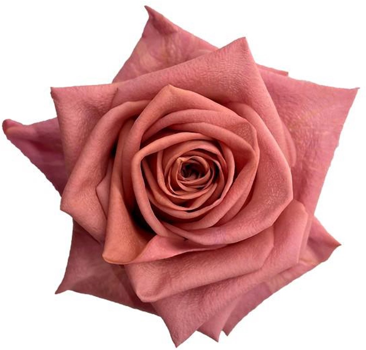 25x Rosa barista 50cm