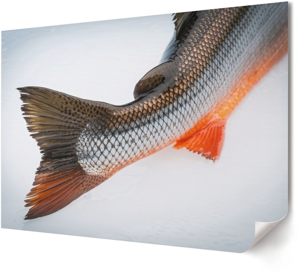 Coloray Polycanvas Wandposter - Herfstkerk, Fotografie - A4 - Oranje Wandposter - Rechthoek - Wandkunstwerk - Woonkamer, Slaapkamer, Kantoor - Klassiek