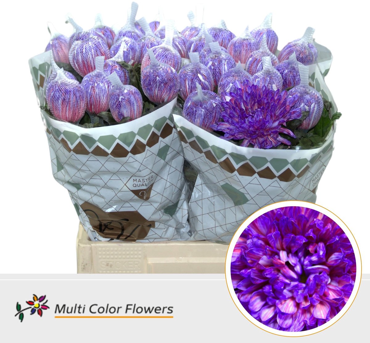 10x Chrysant antonov galaxy 70cm