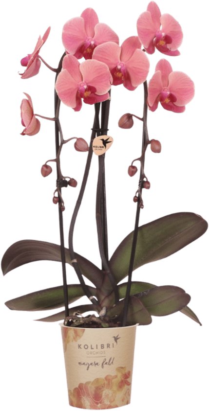 Zalmroze orchidee in een papieren pot met bloemenprint. De plant heeft donkergroene bladeren en lange bloemstelen met knoppen.