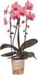 Zalmroze orchidee in een papieren pot met bloemenprint. De plant heeft donkergroene bladeren en lange bloemstelen met knoppen.
