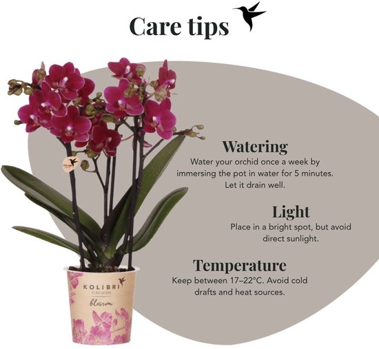 Paarse phalaenopsis orchidee met verzorgingstips: water geven, licht en temperatuur.