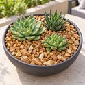 Platte, donkergrijze pot met diverse succelenten, omringd door bruin-beige rivierkiezels met houtnerf-achtige patronen.