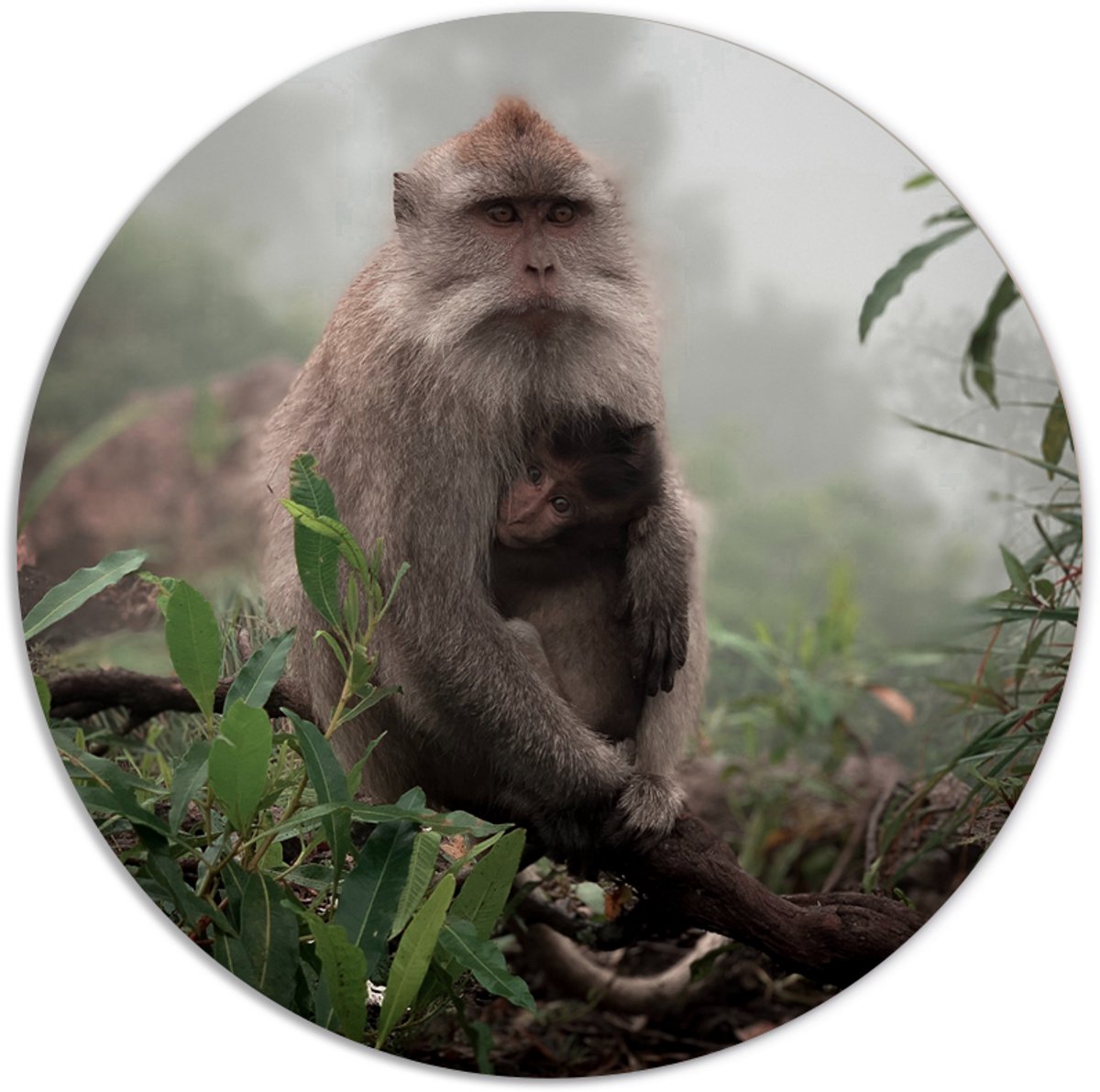Label2X - Muurcirkel monkeylove - Ø 25 cm - Forex - Multicolor - Wandcirkel - Rond Schilderij - Muurdecoratie Cirkel - Wandecoratie rond - Decoratie voor woonkamer of slaapkamer