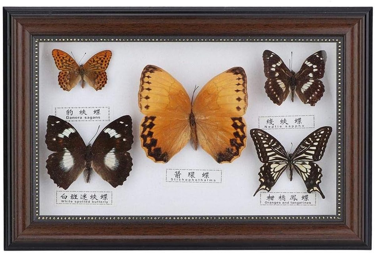 Vlinders Specimen Handgemaakte Voor Vrienden Huis Versieren Ornament Vlinder Wall Art (Zwart)