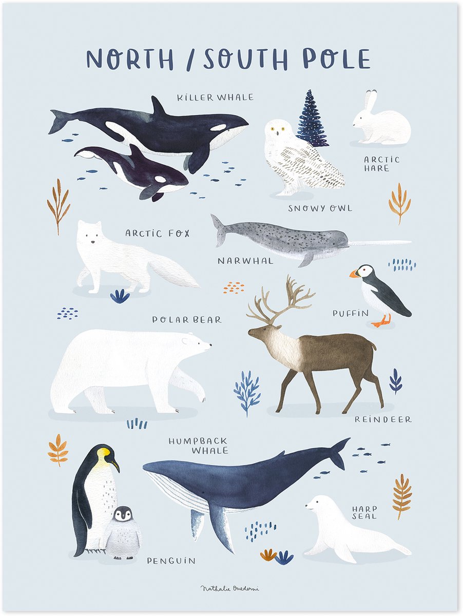 Lilipinso Living Earth Poster - Dieren van de Noord- en Zuidpool