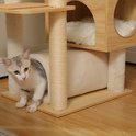 Grijze en witte kat komt uit een beige tunnel aan de onderkant van de krabpaal.