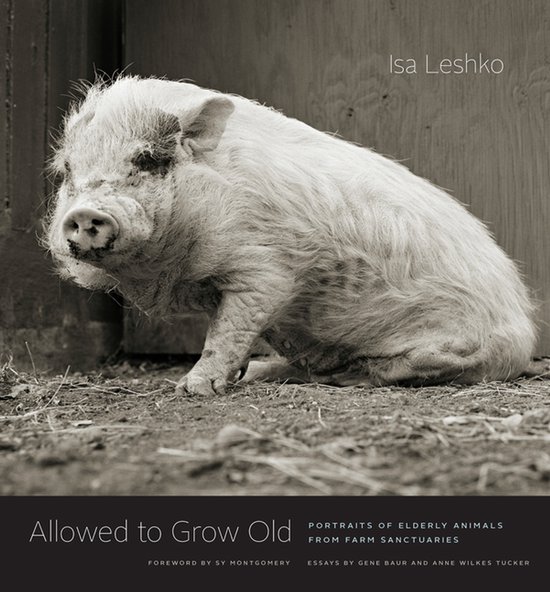 Boek 'Allowed to Grow Old' met een zwart-witfoto van een klein, harig varken dat op de grond zit.