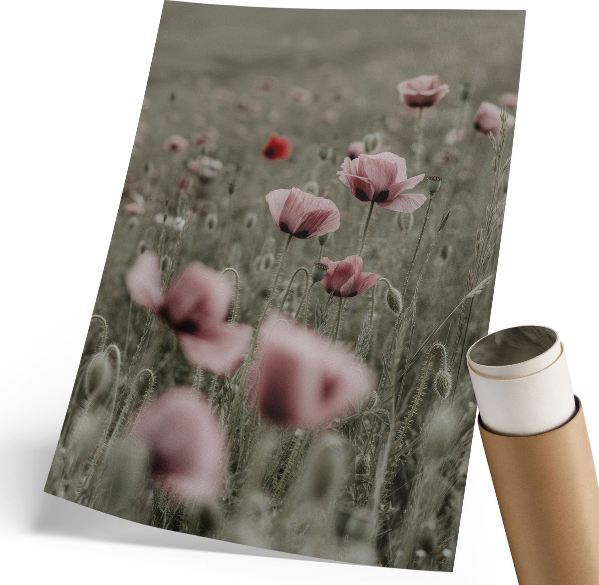 Coloray Polycanvas Wandposter - Tere Klaprozen, Fotografie - 210 x 297 mm - Roze Design - Rechthoek - Canvasposter - Woonkamer, Slaapkamer, Kantoor - Klassiek