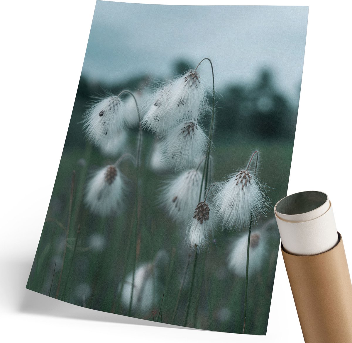 Coloray Polycanvas Poster - Grasaren, Fotografie - 210 x 297 mm - Wit Design - Rechthoek - Muurdecoratie - Woonkamer, Slaapkamer, Kantoor - Klassiek