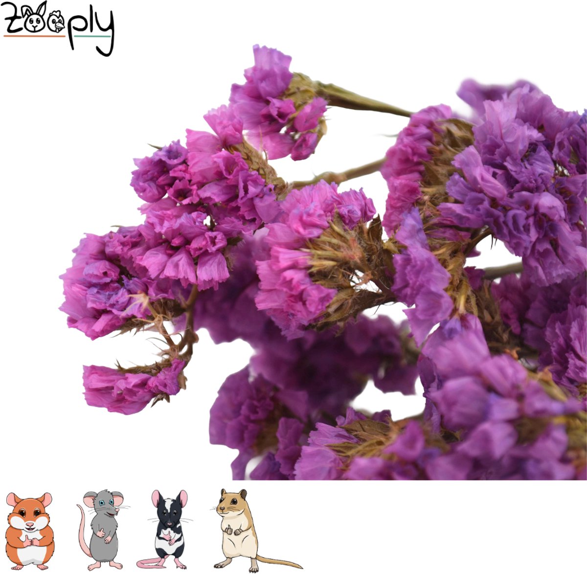Zooply Strandlavendel - Roze - 70 gram - in koker