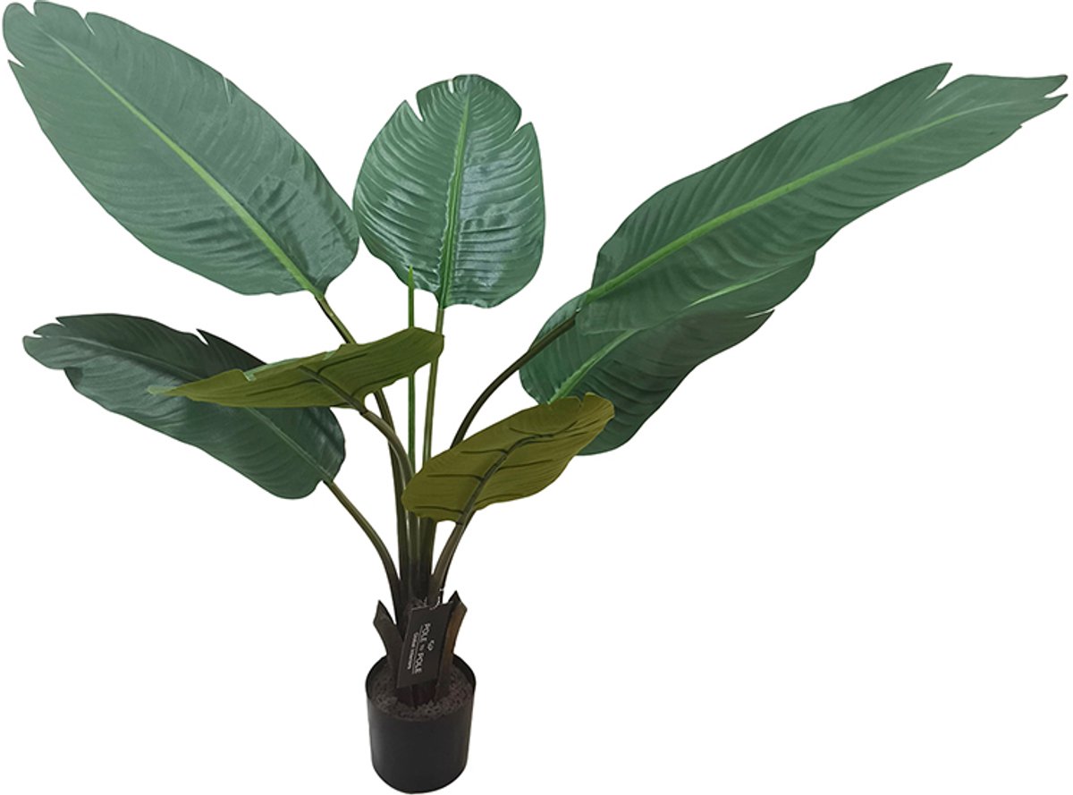 Travellers Palm Tree 90cm