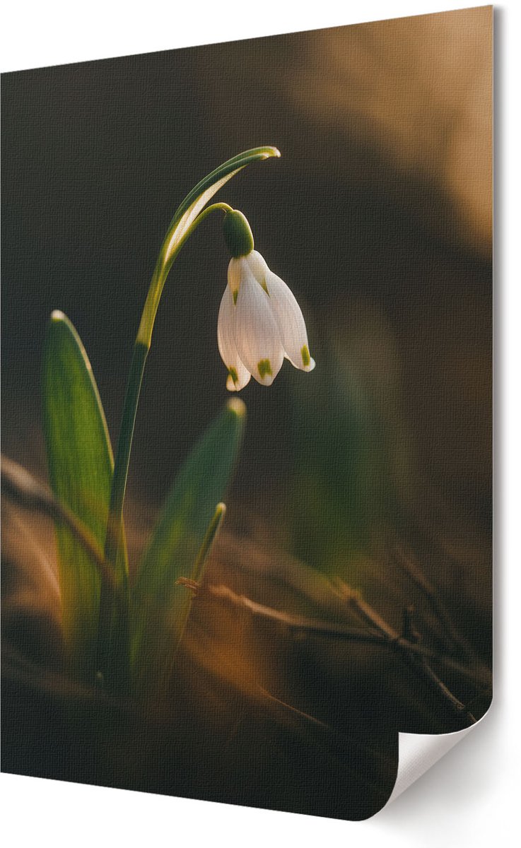 Coloray Polycanvas Wandposter - Lente Sneeuwklokje, Fotografie - 420 x 594 - Groen Motief - Rechthoek - Muurkunst - Woonkamer, Slaapkamer, Kantoor - Klassiek
