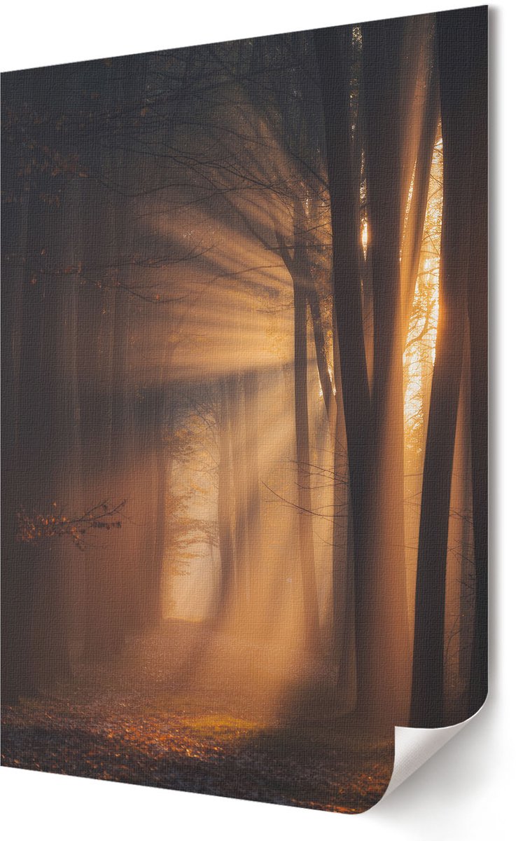 Coloray Polycanvas Poster - Bosochtend, Fotografie - 420 x 594 - Bruin Wandposter - Rechthoek - Muurdecoratie - Woonkamer, Slaapkamer, Kantoor - Klassiek