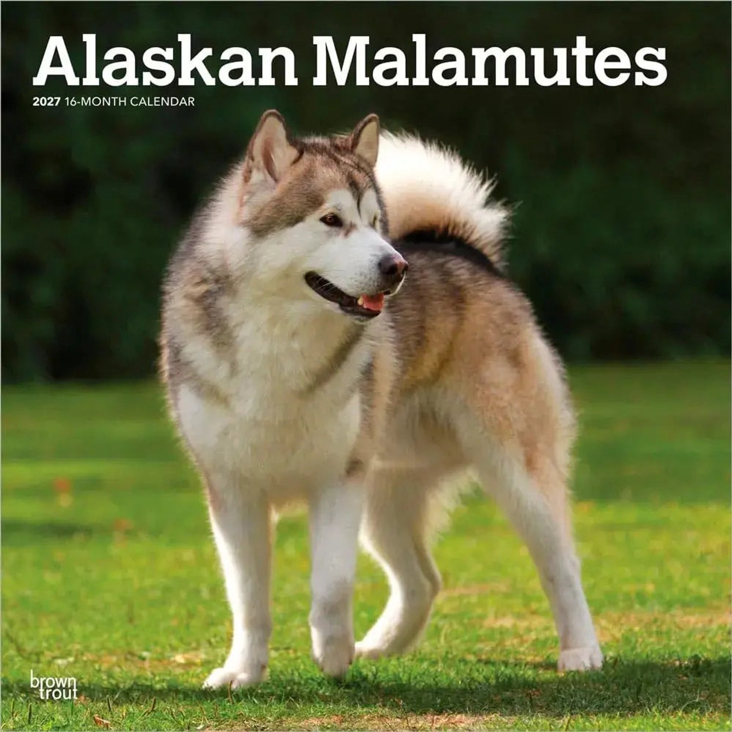 Alaskan Malamutes Kalender 2027