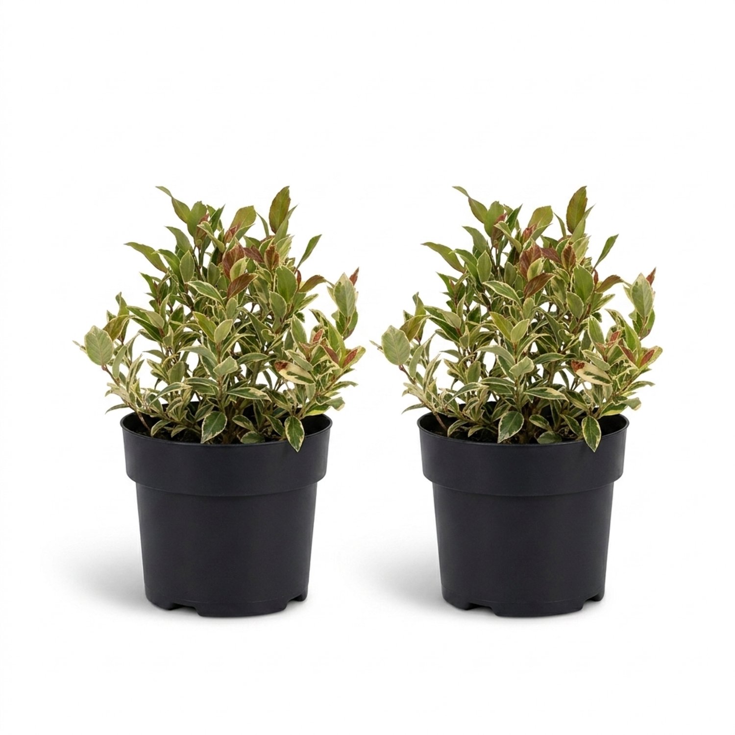Bloomique - Set van 2 - Leucothoe Walteri Firestar - Druifheide - Heester - Tuinplanten - Rood blad met witte rand - Compact - Winterhard - Ook voor schaduw - Hoogte 20-25 cm - Pot 17 cm
