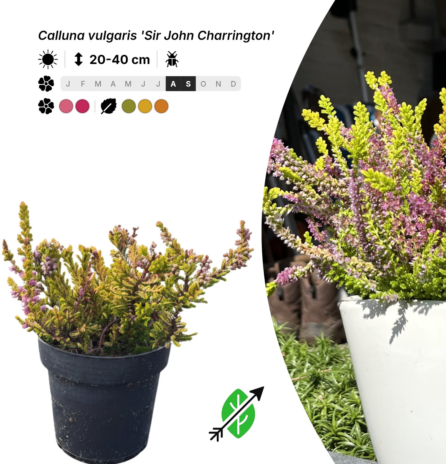 Singleplants - 10x Calluna vulgaris 'Sir John Charrington' - Pot P9,5 - bodembedekker - winterhard tot -25°C