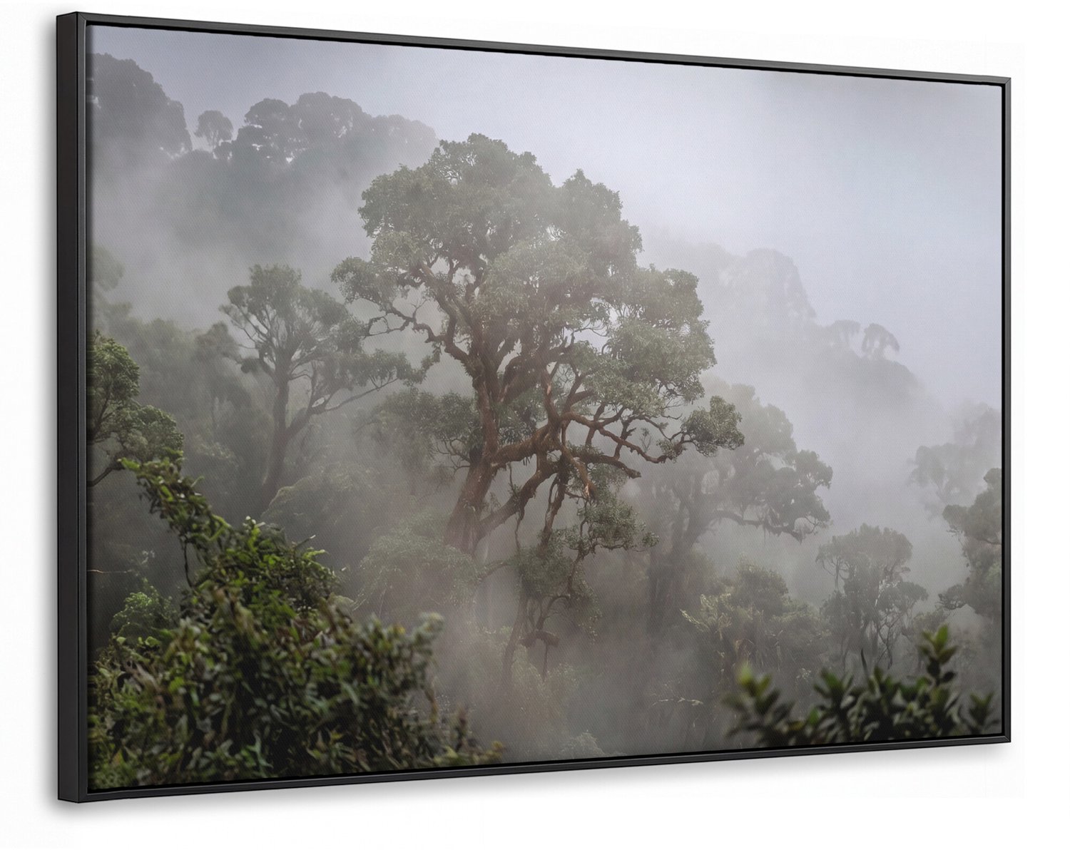 Canvas Schilderij met Baklijst - Boom - Mistig - Bos - Groen - Natuur