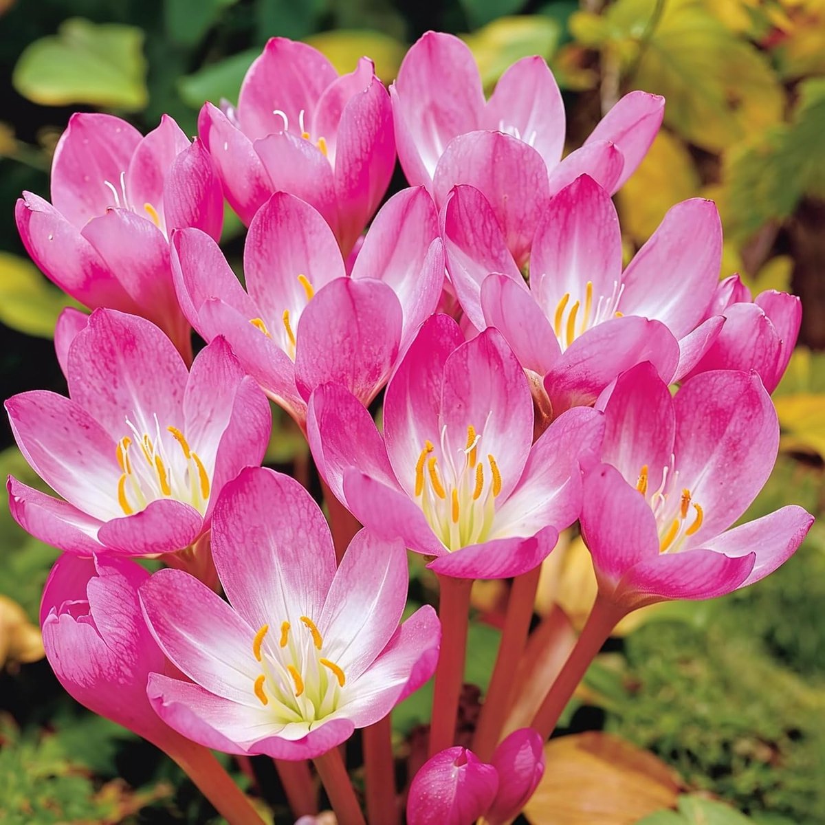 Colchicum - Giant - 3 stuks - Bloembollen - Meerkleurig - Bloem bollen