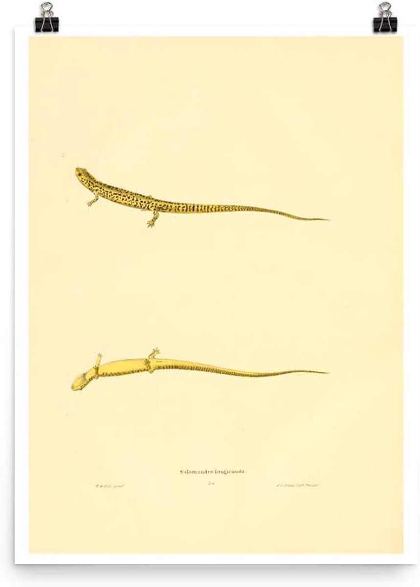 Antieke 1836 Lange Tailed Salamander Amfibie Natuur Zoölogie Decor Art Poster Print
