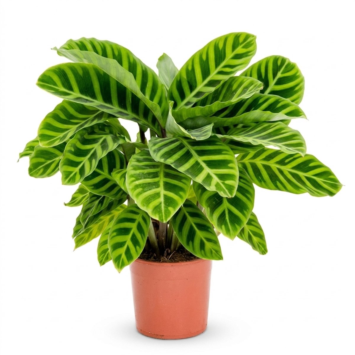 Bloomique - Calathea Zebrina - Pauwenplant - Kamerplanten - Luchtzuiverend - Diervriendelijk - Hoogte 30-50 cm - Pot 14 cm