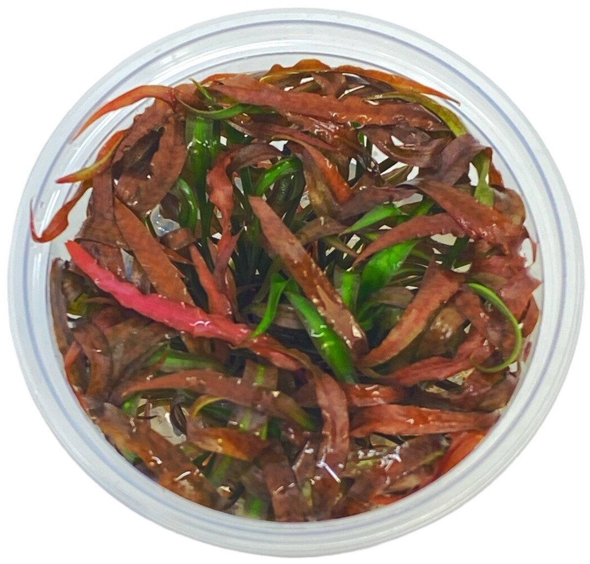 Aquafleur Cryptocoryne Spiralis Tiger | In vitro cup Waterplant