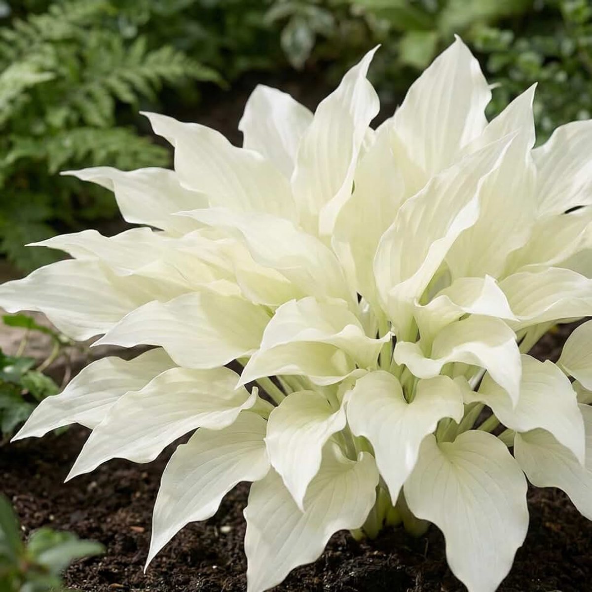 White Feather, 3 meerjarige Hosta planten, winterhard/vaste plant | wortel uit Nederland (geen zaden, bollen en niet kunstmatig). Perfect als bodembedekker in de schaduw.
