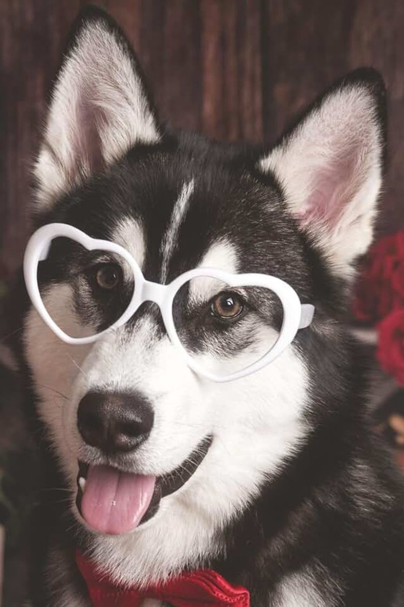 Siberian Husky Notebook: Siberian Husky | blank pages | 100+ pages | 6 x 9 Inches | ideal as Valentines Gift