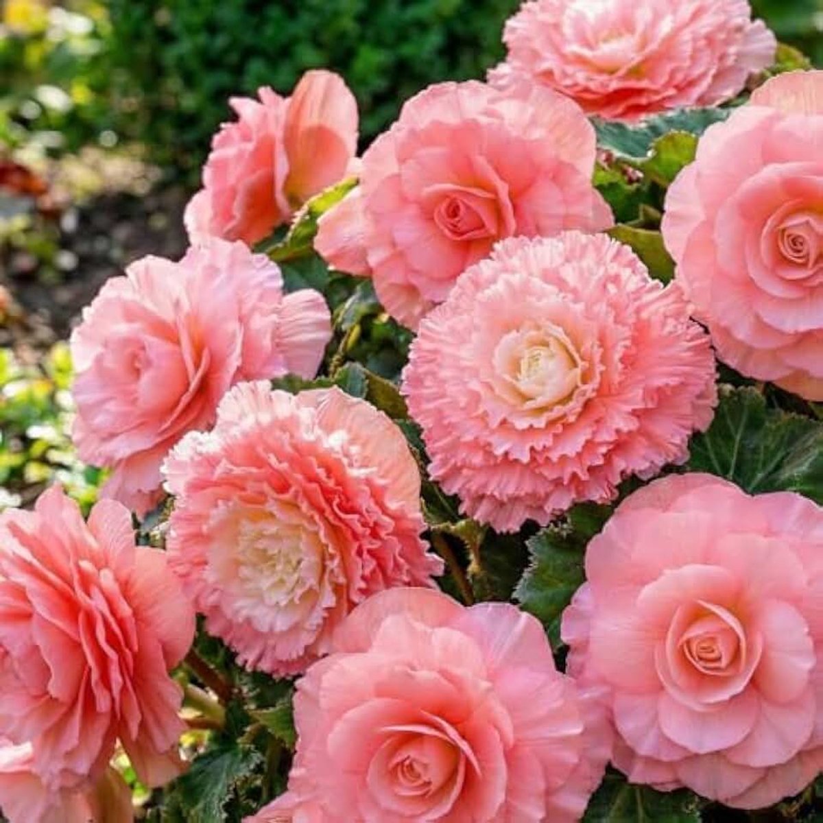 Double Pink, 5 begoniaknollen uit Nederland | echte hangmandbegoniaplanten (geen zaden en niet kunstmatig), vaste plant voor potten en balkons, niet winterhard