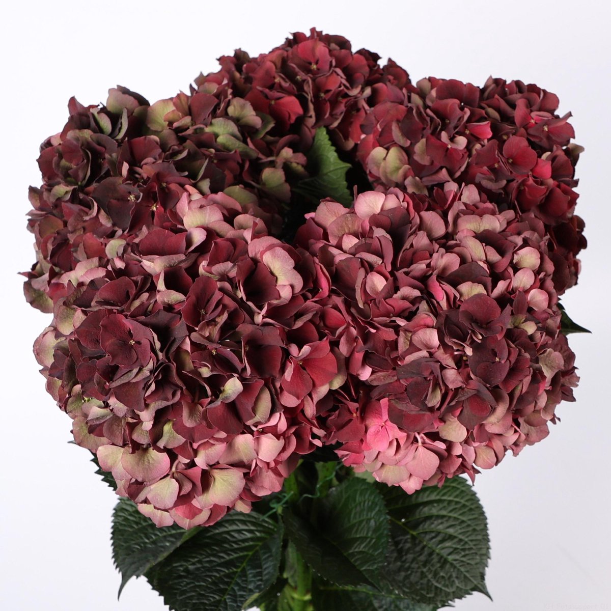 10x Hydr.mag.dark ruby classic 60cm