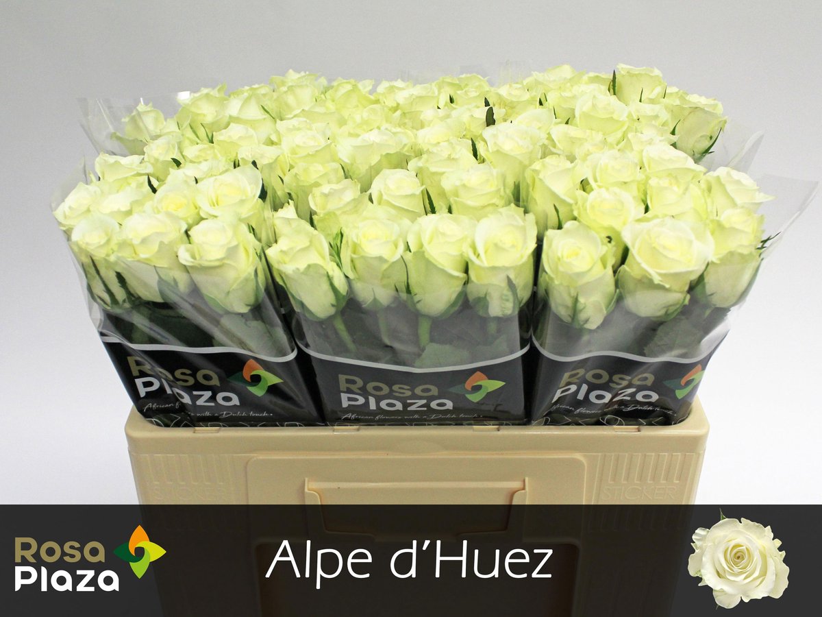 10x Rosa alpe d'huez 50cm