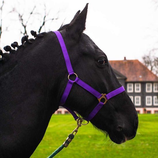 Halster voor veulens Halster voor Mini Shetty Halster voor houten paard - veulenhalster 2-voudig verstelbaar aan kin- en nekkuk (Lila, veulen) Halster voor veulens Halster voor Mini Shetty Halster voor houten paard - veulenhalster 2-voudig verstelbaar aan kin- en nekkuk (Lila, veulen)