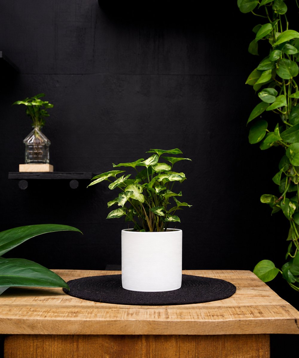 Syngonium | Pixie | 30cm | Witte keramieken pot