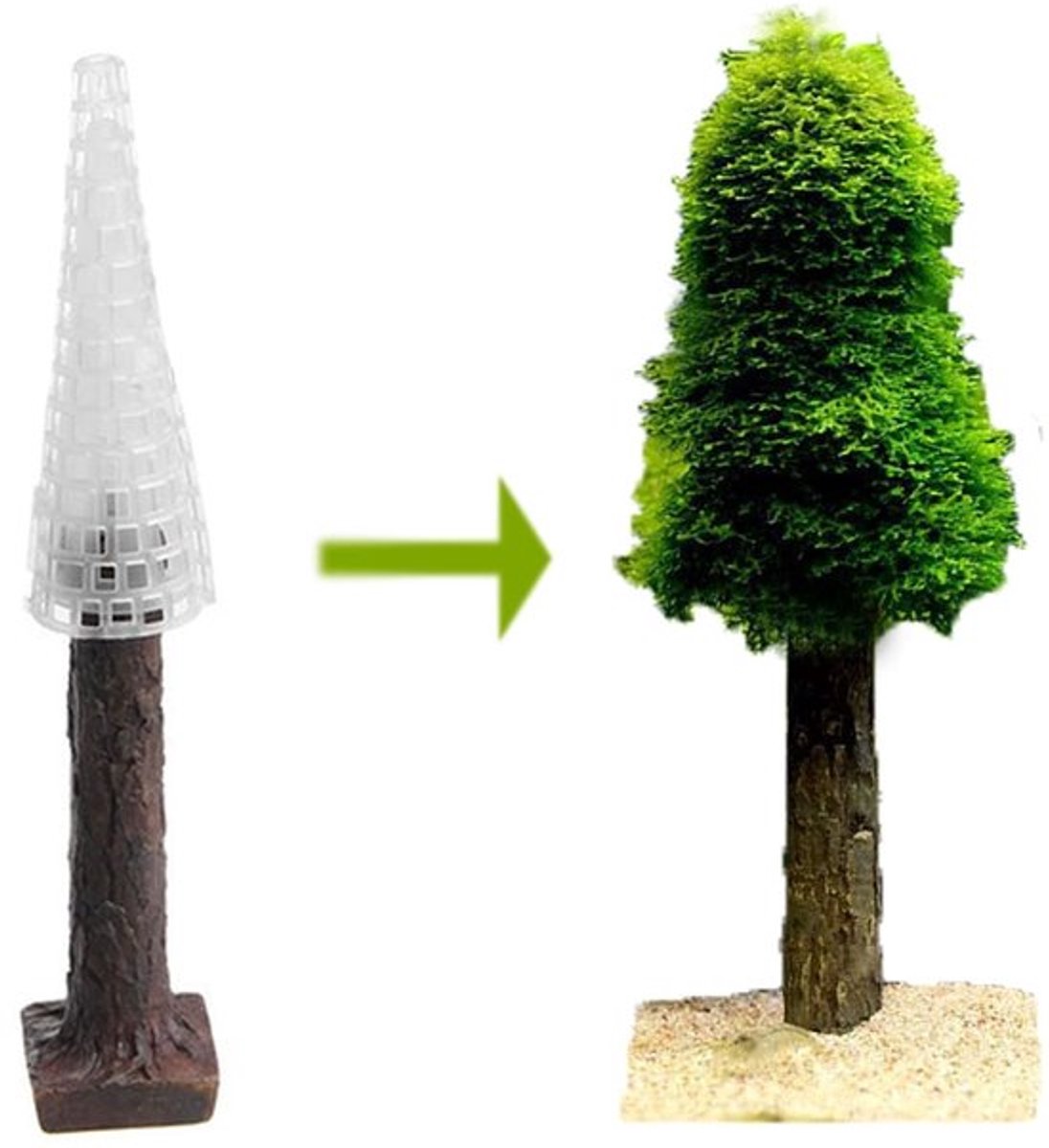 Golden crown - Kerstmosvorm - Kweek je eigen mini-kerstboomplant - Mooie
