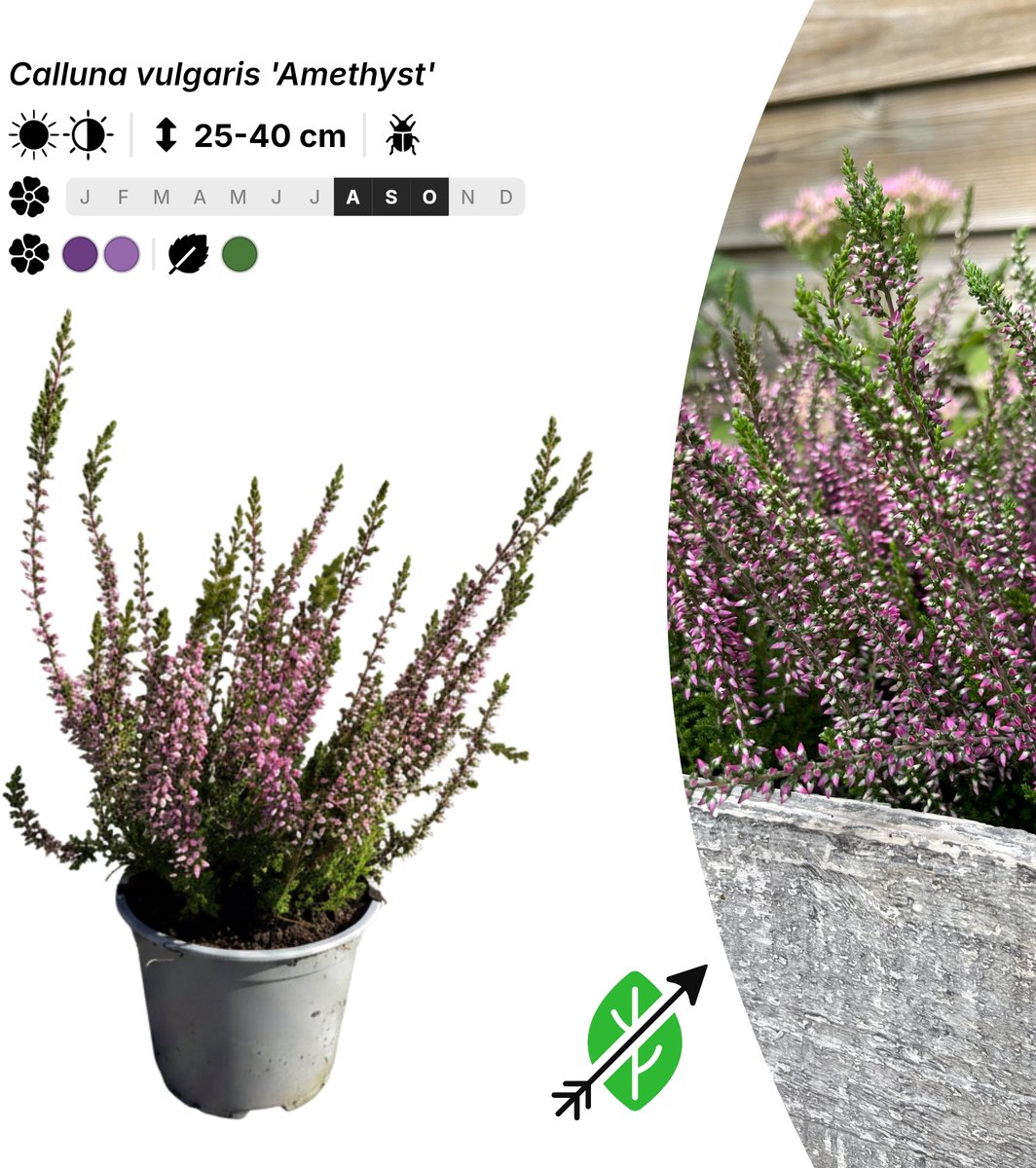 Singleplants - 6x Calluna vulgaris 'Amethyst' - Pot P10,5 - bodembedekker - in bloeiperiode