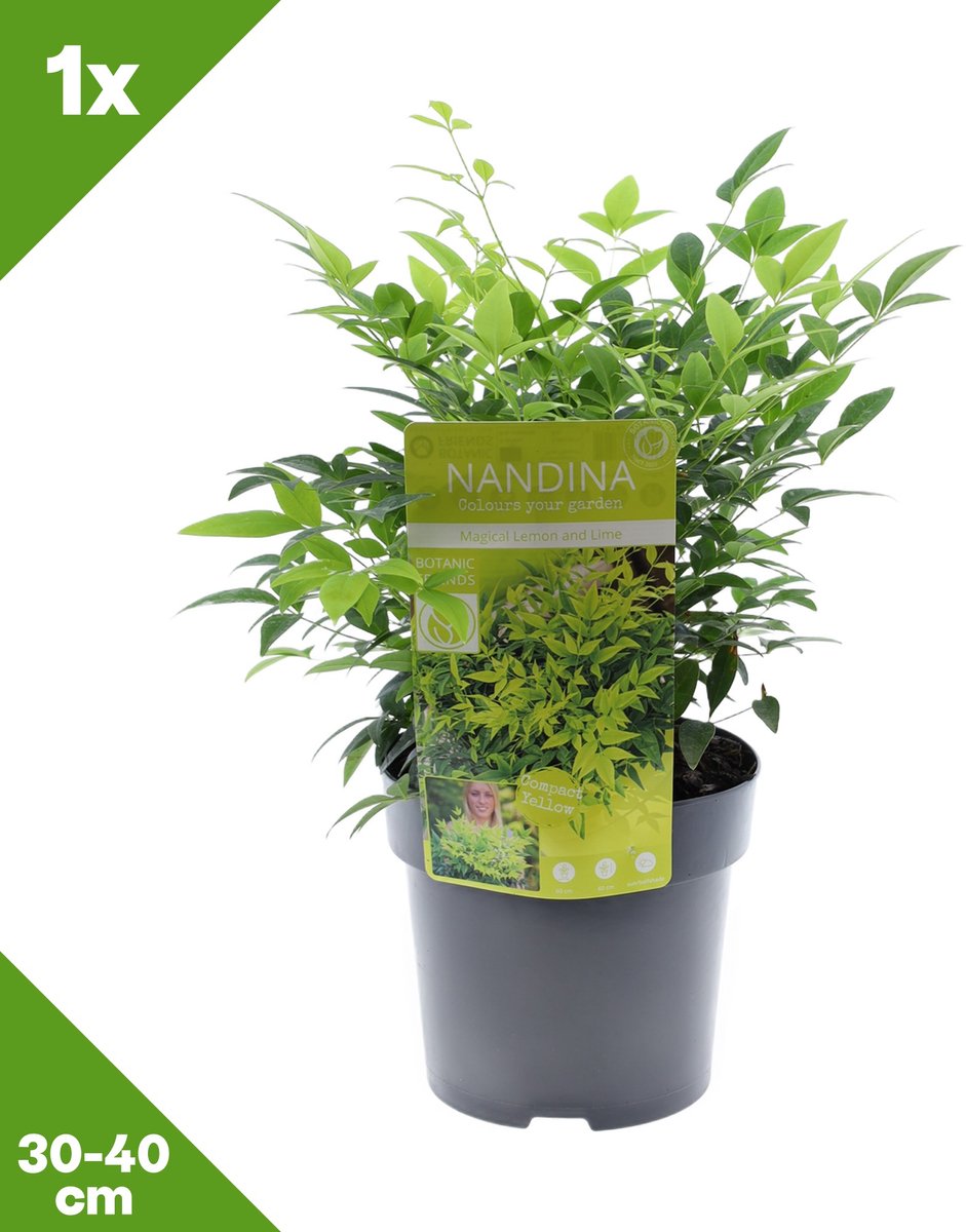 GARDENZO - Nandina domestica 'Magical Lemon and Lime' (Hemelse bamboe) x 1, P15, 30-40 cm - Winterhard
