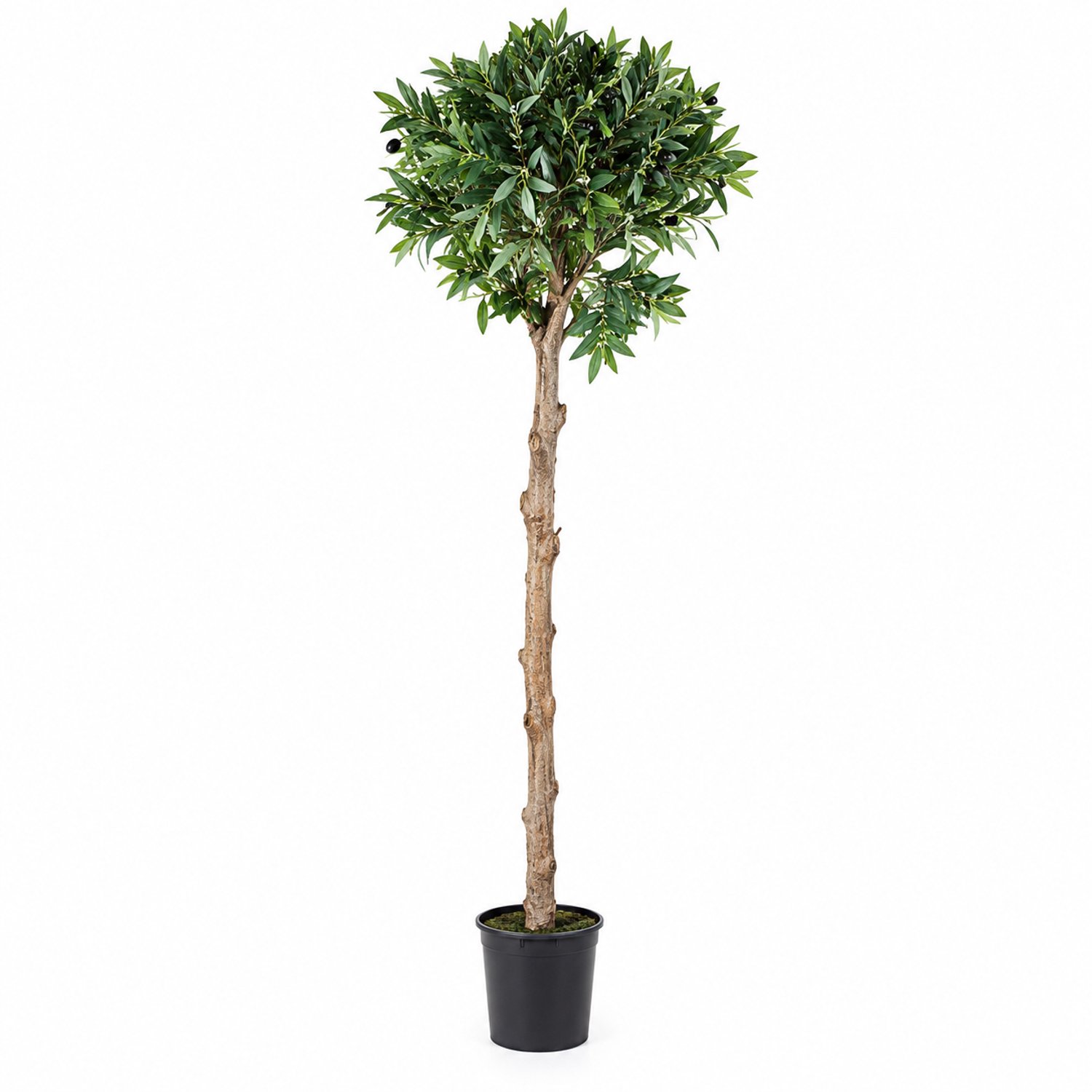 Laurus i/pot h150cm groen