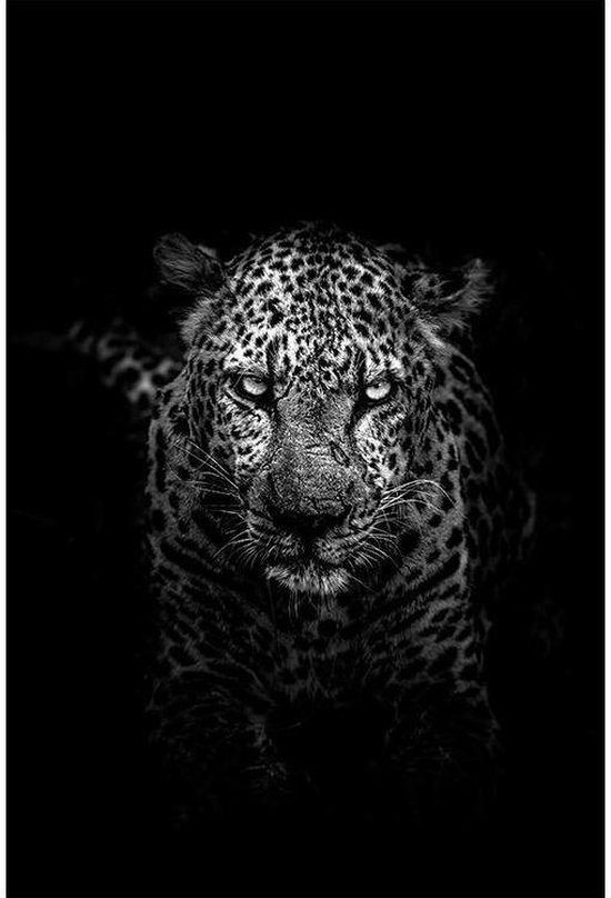 Leeuw / tijger / cheaatah / zwart Canvas 50x70 cm - Foto print op Canvas  schilderij... | bol.com