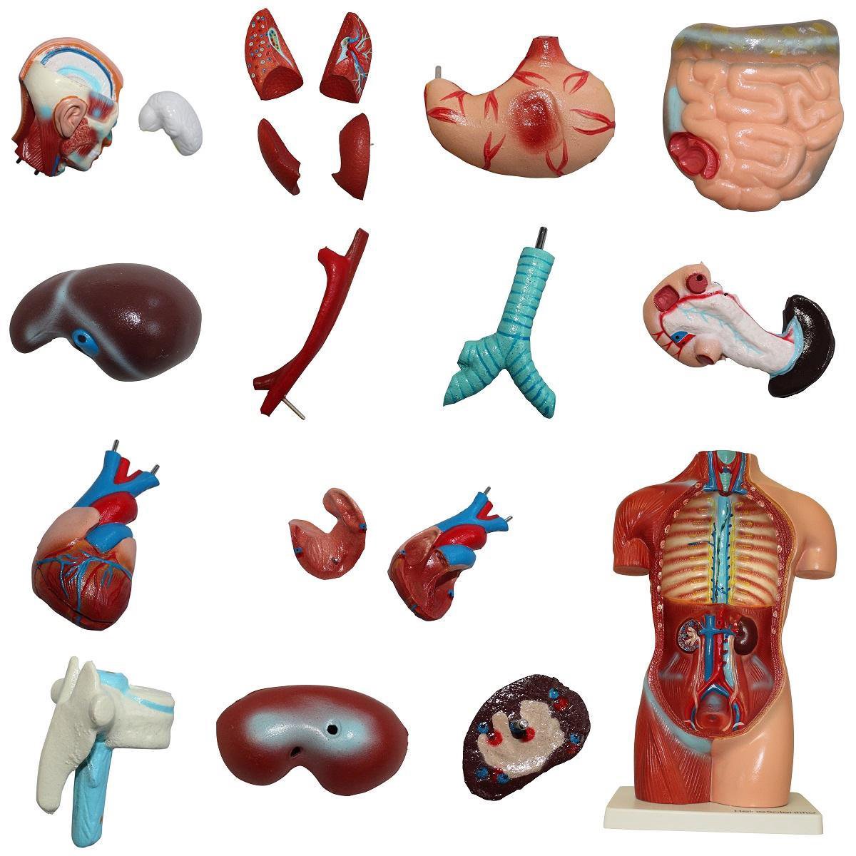 Le corps humain - poster anatomie organes (néerlandais/latin, papier, 50x70  cm) +