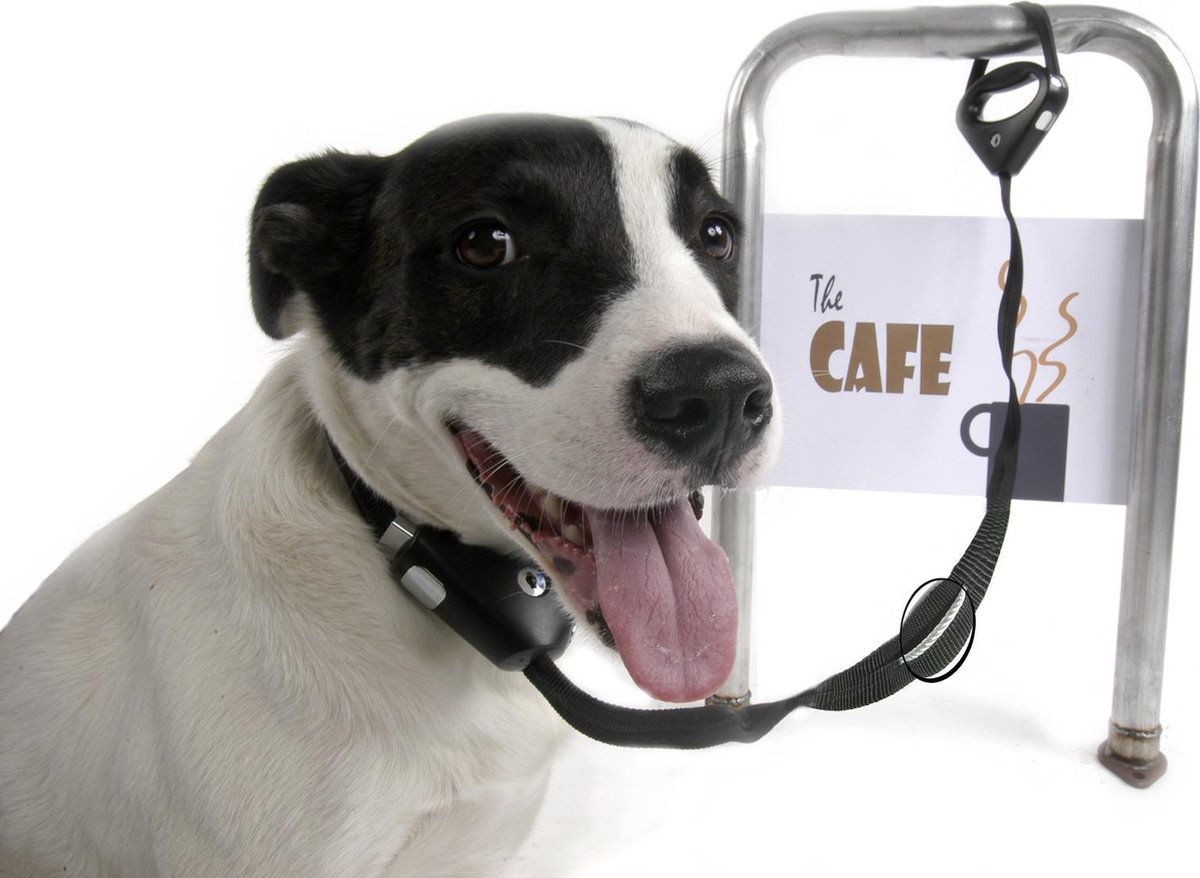 safespot locking leash