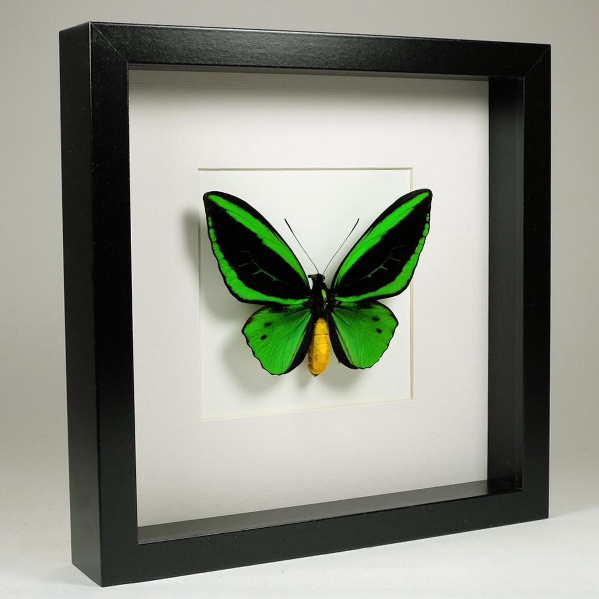 Opgezette Vlinder in Zwarte Lijst 25x25 cm - Ornithoptera Priamus Poseidon