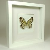Opgezette vlinder in witte lijst - Idea leuconoe obscura