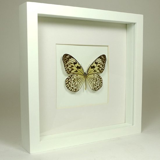 Papillon en peluche dans un cadre blanc - Idea leuconoe obscura