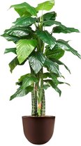 HTT - Kunstplant Philodendron in Eggy bruin H185 cm