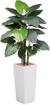 HTT - Kunstplant Philodendron in Clou vierkant wit H185 cm