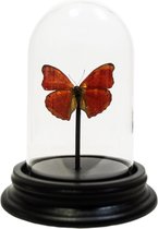 Opgezette rode vlinder in glazen stolp - Cymothoe sangaris