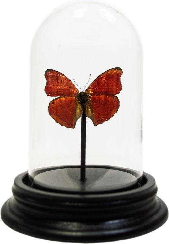 Opgezette rode vlinder in glazen stolp - Cymothoe sangaris