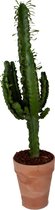 Cactus van Botanicly – Cactus incl. terracotta sierpot als set – Hoogte: 80 cm – Euphorbia Eritrea